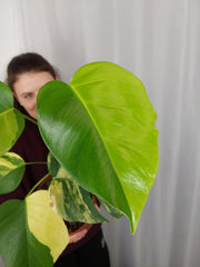 Monstera Aurea