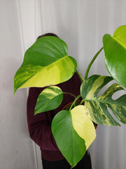 Monstera Aurea