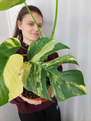 Monstera Aurea