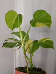 Monstera Aurea