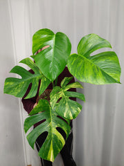 Monstera Aurea