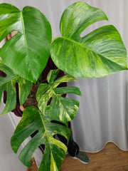 Monstera Aurea