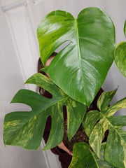Monstera Aurea