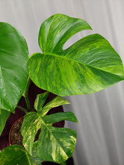 Monstera Aurea