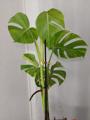 Monstera Aurea