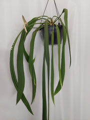 Anthurium Vittarifolium Groß