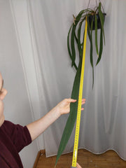 Anthurium Vittarifolium Groß