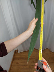 Anthurium Vittarifolium Groß
