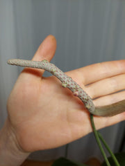 Anthurium Vittarifolium Groß