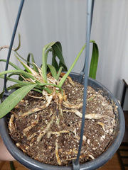 Anthurium Vittarifolium Groß