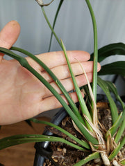 Anthurium Vittarifolium Groß
