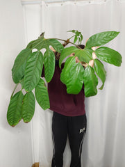 Trevesia Burckii