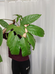 Trevesia Burckii