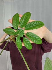 Trevesia Burckii