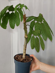 Trevesia Burckii