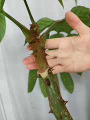 Trevesia Burckii