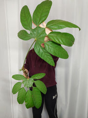 Trevesia Burckii