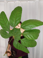 Trevesia Burckii