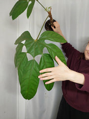 Trevesia Burckii