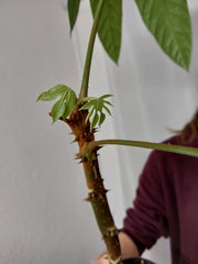 Trevesia Burckii