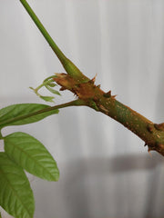 Trevesia Burckii
