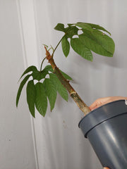 Trevesia Burckii