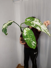 Sad Plants