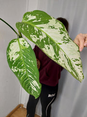 Sad Plants