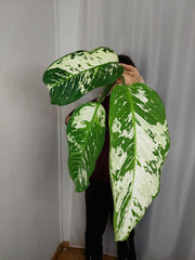 Sad Plants