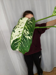 Sad Plants