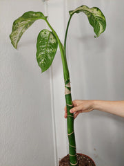 Sad Plants