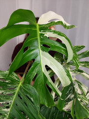Monstera Variegata Adult