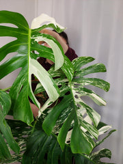 Monstera Variegata Adult