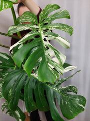 Monstera Variegata Adult