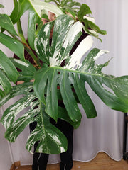 Monstera Variegata Adult