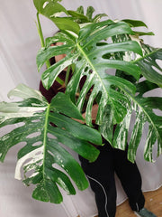 Monstera Variegata Adult