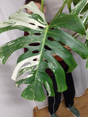 Monstera Variegata Adult