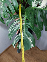 Monstera Variegata Adult