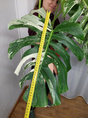 Monstera Variegata Adult