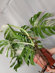Monstera Variegata Adult