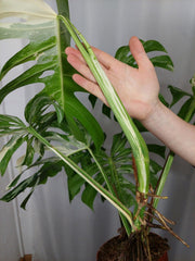 Monstera Variegata Adult