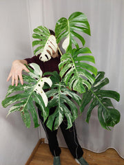 Monstera Variegata Adult
