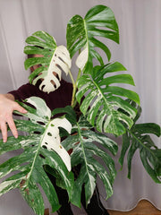 Monstera Variegata Adult