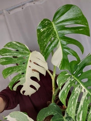 Monstera Variegata Adult