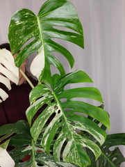 Monstera Variegata Adult