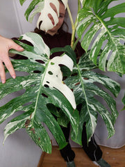 Monstera Variegata Adult