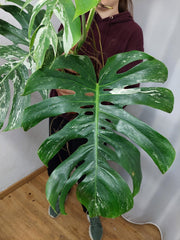Monstera Variegata Adult