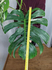 Monstera Variegata Adult
