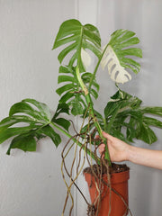 Monstera Variegata Adult