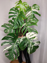 Monstera Variegata Adult